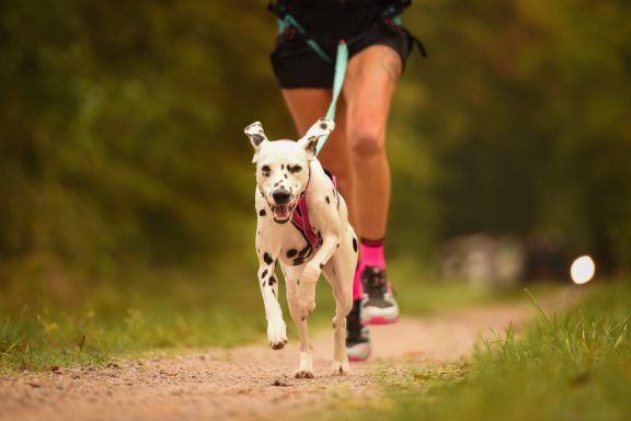 Fotograf: Running pawtners